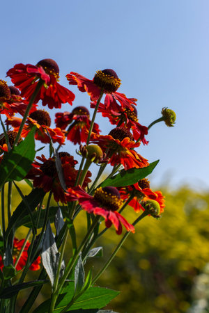Helenium waltraut with deep orange blossom, natural fresh autumn helenium flower, vertical...