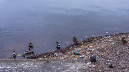 Ducks and drakes on the muddy bank of the reservoir. Environmental pollution and environmental...