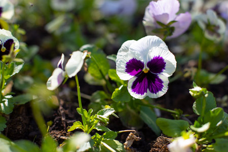 White purple pansy blossom in spring, garden decoration undersized flowering plants. Natural large flower pansy close-up copy spaceの写真素材