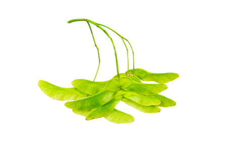 Maple seed isolate on white, green fruit of maple tree isolated on white backgroundの写真素材