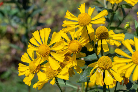 Helenium autumnale Goldrausch blossom bright yellow, autumn flower close-up