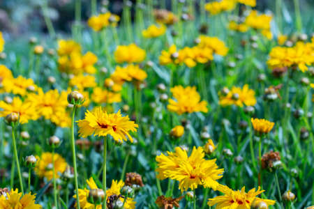 Coreopsis or Parisian beauty blossom in the meadow. Many yellow flower Coreopsis blossom horizontal photographyの写真素材