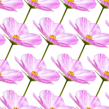 Cosmos flower blossom, seamless pattern with natural pink flower, textile decorationの写真素材