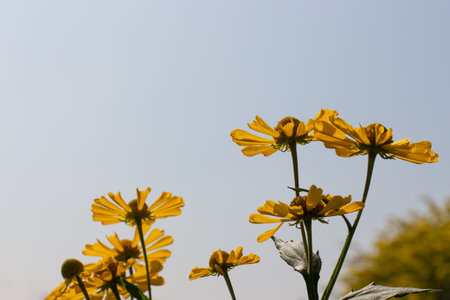 Helenium autumnale blossom yellow autumn flower close-up, unusual bottom view