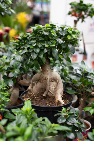 Beautiful bonsai Ficus microcarpa Ginseng with large root in white pot, ornamental houseplant for decorationの写真素材