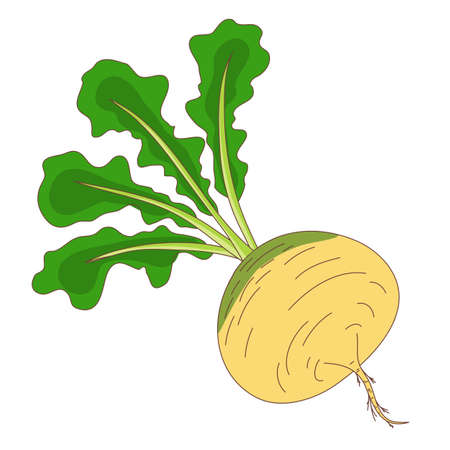 Turnip ripe vegetable root vegetable with foliage, clipart isolate on white background. Yellow turnip with green leafのイラスト素材