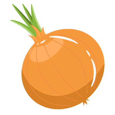 Onion vegetable root vegetable with green arrow. Yellow onion clipart isolate on white illustration vectorのイラスト素材