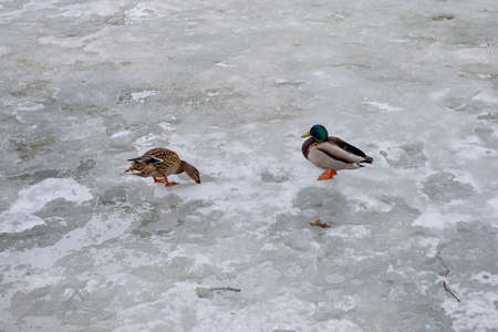 A duck and a drake on a frozen icy pond in winter, a bird looking for food in winter. Migratory bird in the winter cityの写真素材