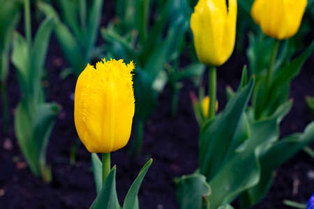 Dutch tulip blossom close-up yellow postcard natural flowerの写真素材