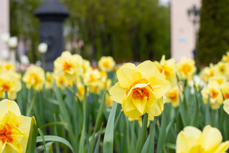 Beautiful bright orange yellow narcissus blossomの写真素材