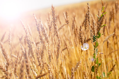Ear of ripe golden rye close-up. Vertical photography with sun exposure of a field of ryeの写真素材