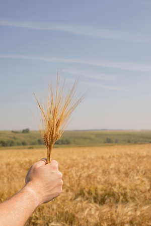 Ripe ears in a farmer's hand, ripe organic wheat harvest season, vertical photoの写真素材