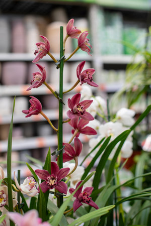 Cymbidium Clarisse Austin Best Pink flower blossom close-up, natural background vertical photographyの写真素材