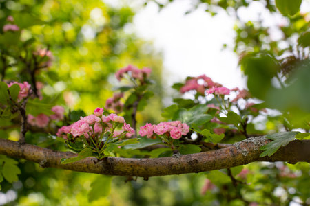 Pink ornamental hawthorn flowers, spring sunny natural background, horizontal photography