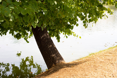 Surface of a pond with leaning tree branches, idyllic natural landscapeの写真素材