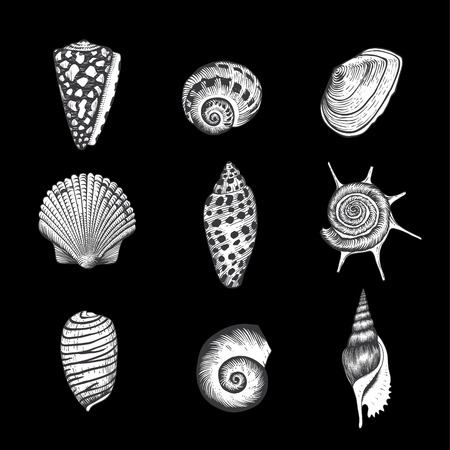 Set of vector vintage seashells  Nine black and white illustrations of shells on a black background のイラスト素材