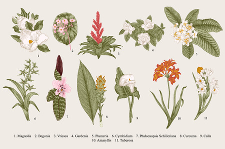 Exotic flowers set. Botanical vector vintage illustration. Design elements. Colorful.