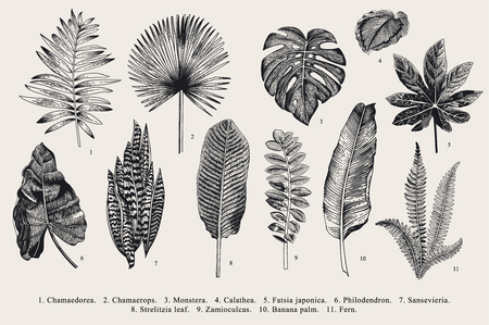 Set Leaf. Exotics. Vintage vector botanical illustration. Black and white.のイラスト素材