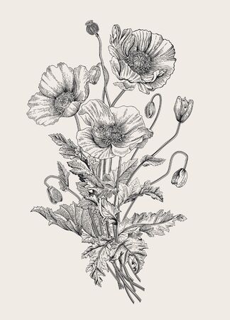 Vintage illustration. Bouquet. Poppies. Black and white