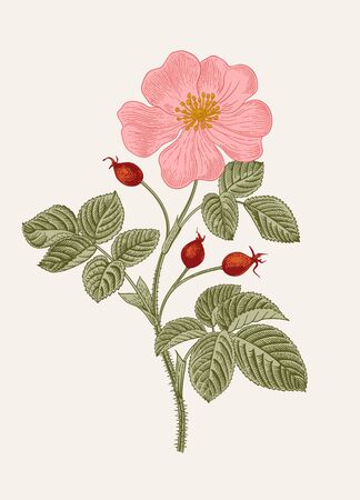 Rose hip. Wild rose. Botanical floral vector illustration.  のイラスト素材