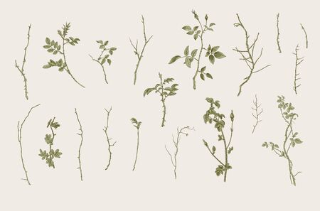 Wild roses. Floral elements. Botanical vector illustration. Twigs, sticksのイラスト素材