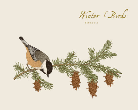 Vintage vector card. Winter birds. Bullfinch is on a branch of yew berryのイラスト素材