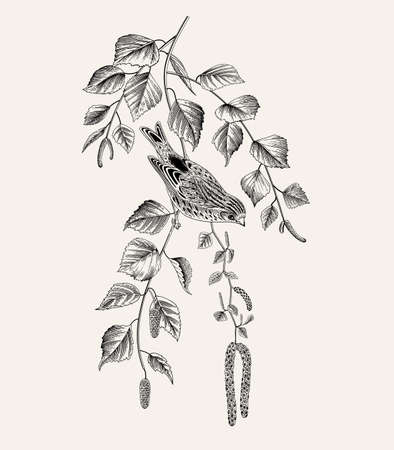 There is Serin bird in birch branches. Vector vintage classic composition. black and whiteのイラスト素材
