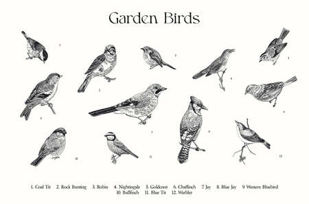 Garden Birds. set. Vector vintage illustrations. black and whiteのイラスト素材
