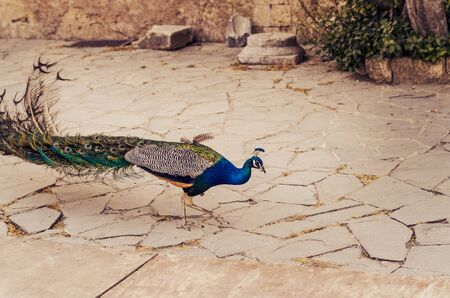 A peacock walking around a courtyard in a medieval monastery in Filerimos (Rhodes island, Greece)の写真素材