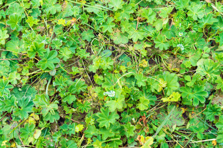 Dew drops on a clover carpet. Green background.