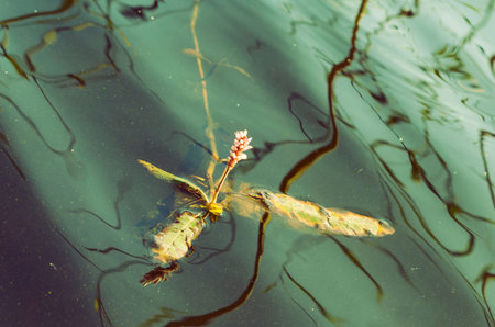 A toned flat lay view of a Persicaria amphibia flower on a lake surfaceの写真素材