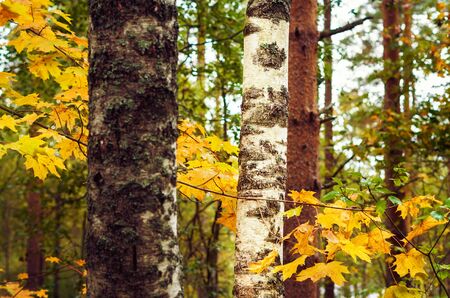 Birch tree trunk and yellow maple leaves in the forestの写真素材