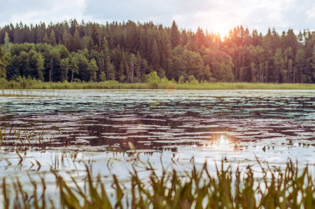 Beautiful evening sun light above the lake with cane and pine tree forestの写真素材