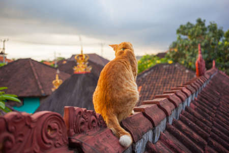 Cute ginger red cat sitting on roof at sunsetの写真素材