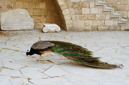 Peacock walking around ancient greek temple remainの写真素材