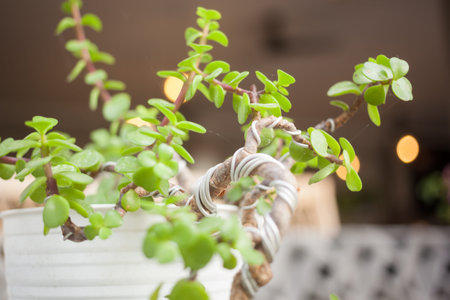Bonsai style tree with wire wrapped around trunkの写真素材