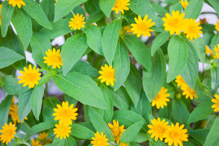 Beautiful bright yellow flowers and green leaves in a floral background for summer design. Film grain. Soft focus.の写真素材