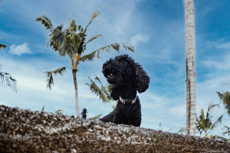 Cute black curly poodle dog against blue sky and tropical palm trees in summer. Adorable doggy waiting for owner. Pet friend outdoors on fence edge. Film grain pixel texture. Soft focus. Live camera.の写真素材