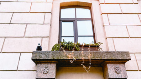 Window with flower pots and garland. Lonely pigeon sitting on window sill of historic building....