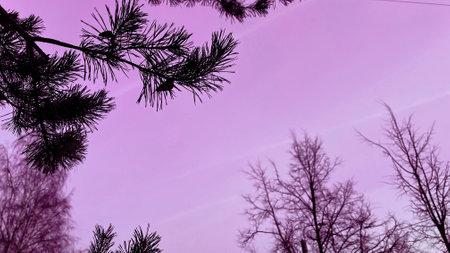 Pink sky and pine tree branch in magic forest. Background with bare trees in winter. Copy space. Violet toning. Evening in countryside. Soft focus. film grain pixel texture. Defocused.の写真素材