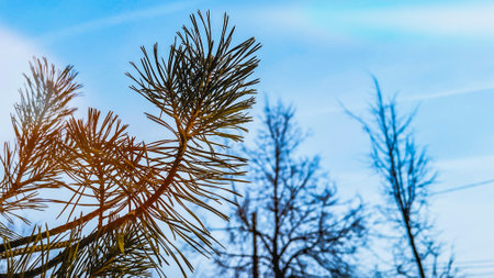 Fir tree branch against blue sky and bare trees. Spring wallpaper with copy space. Sunny winter day outdoors. Nature in forest. Film grain texture. Soft focus. Blurの写真素材