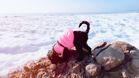 Little dog explorer. Small black puppy traveling the world. Dog on a hiking trip. Puppy climbing up...