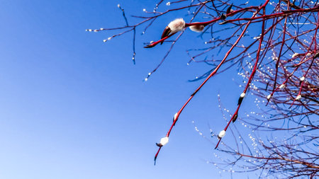 Close-up red twigs of willow with silver white pussy bids on blue sky background with copy space....