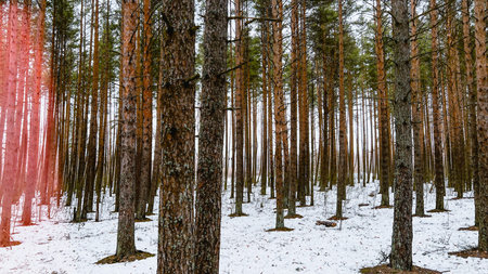 Texture of pine tree forest. Fir tree woods with red lens flare. Vintage style wallpaper with winter woodland. Spring in Europe in countryside. Soft focus. film grain pixel texture. Defocused.の写真素材