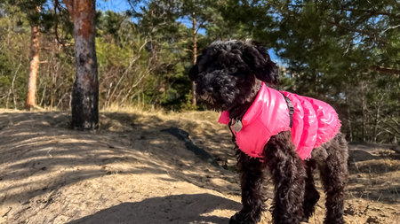 Funny black toy poodle dog standing on sand dune in spring sunshine. Cute puppy wearing pink jacket...