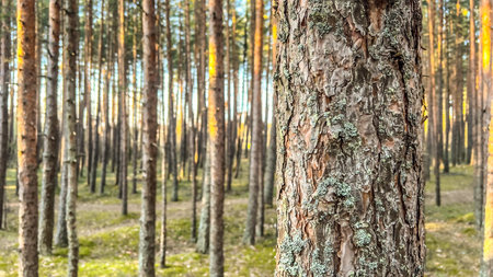 Nature background with tree trunks in sunny forest. Pine tree woods in spring wallpaper. Rhythm of...
