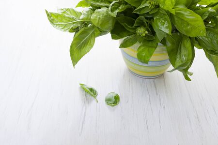 Green fresh Basil in  flower pot on  light wooden background, high keyの写真素材