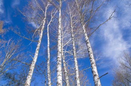 Birch trees without foliage on blue sky background with clouds, springtimeの写真素材