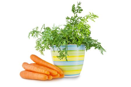 Ripe carrot pile with leaves in ceramic pot isolated on white backgroundの写真素材
