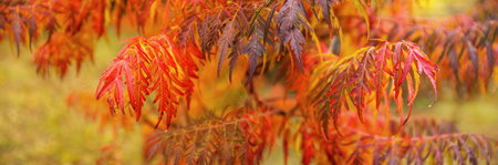 Natural autumn seasonal background with beautiful colorful red and yellow leaves, wide panoramic...